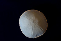 0005 - Elite Studios - 312A5230