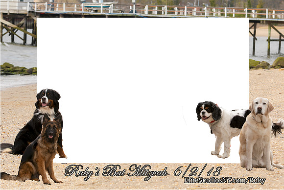 Sand with multiple dogs